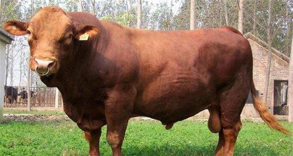 鲁西黄牛的优缺点是什么 鲁西黄牛养殖管理要点