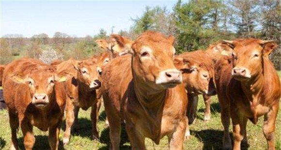 发现牛群中有布氏杆菌病应该如何处理
