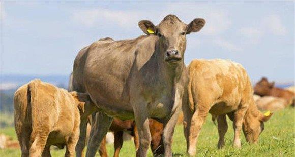 牛的常见种类有哪些