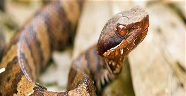 蛇类动物口腔炎的防治方法