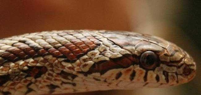 白条锦蛇养殖－白条锦蛇图片(白条锦蛇是水蛇吗)