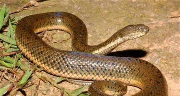 蛇的寿命最长多少年