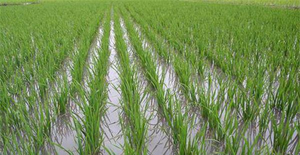 水稻秧苗的适宜温度是多少