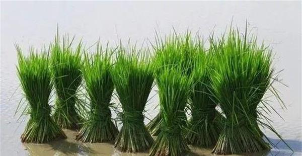 水稻秧苗多少天可以移栽