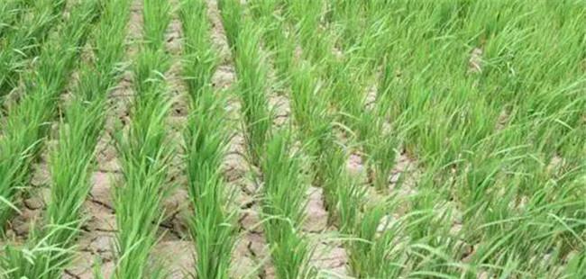 水稻晒田的原因和作用，水稻晒田的注意事项