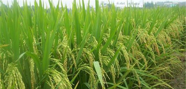 杂交水稻是哪一年产生的