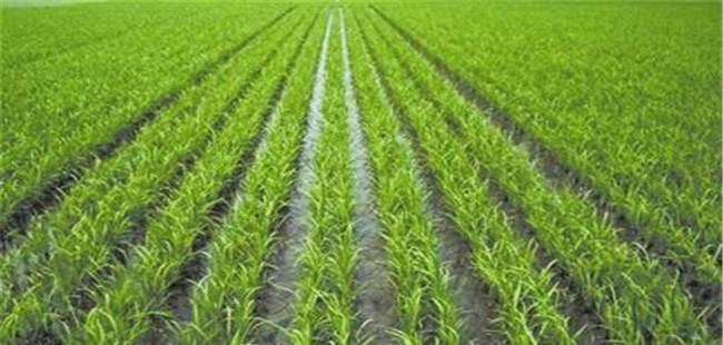 杂交水稻的株距行距是多少？杂交水稻种植技术