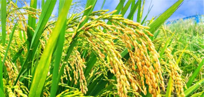 杂交水稻比普通水稻产量高多少