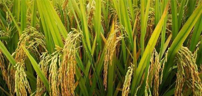 杂交水稻种植技术要点