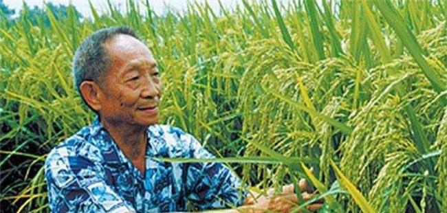 杂交水稻是哪两种水稻杂交的