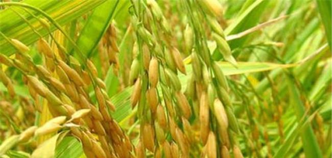 杂交水稻可以自己留种次年种植吗