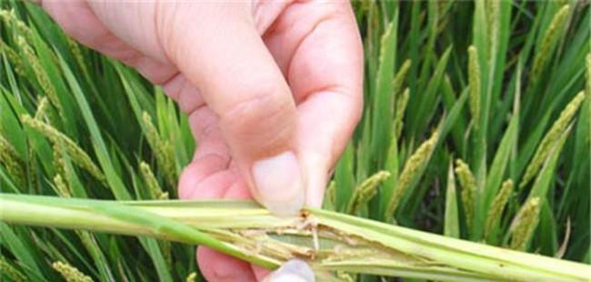 水稻钻心虫防治时间 水稻钻心虫用什么农药较好