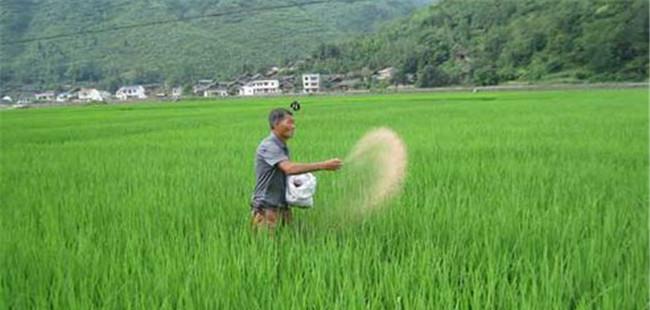 水稻生产为什么要多施钾肥，水稻怎么施用钾肥