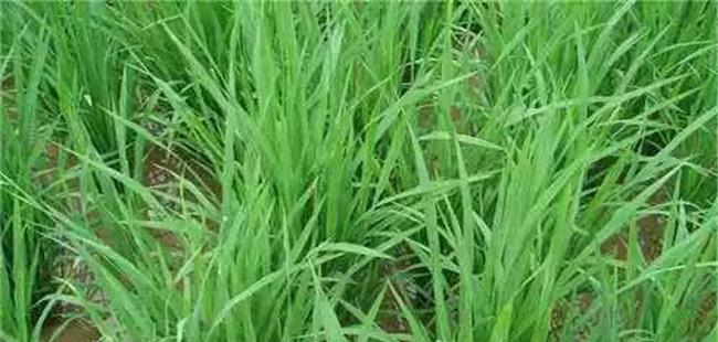 水稻的肥料管理