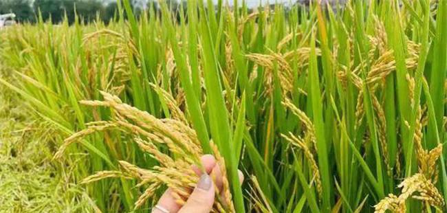 早稻和晚稻有什么区别