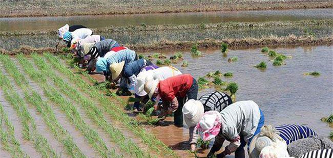 中稻几月播种几月收获，如何防治中稻病虫害