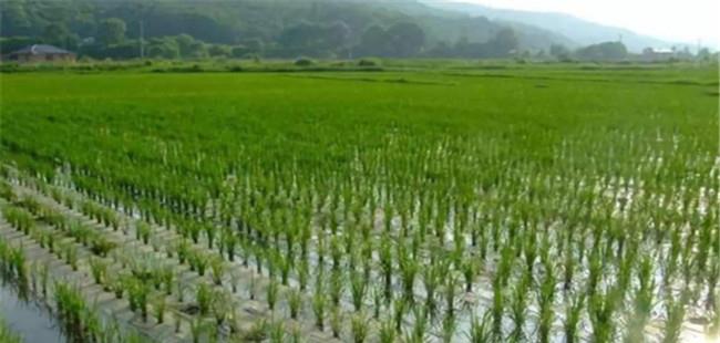直播晚稻什么时候播种，晚稻如何施钾肥能增产