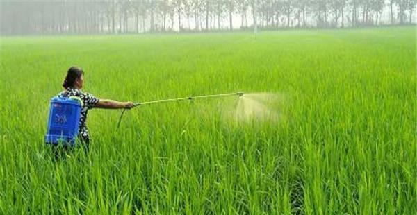 水稻打多效唑的最佳时期 多效唑能与除草剂混用