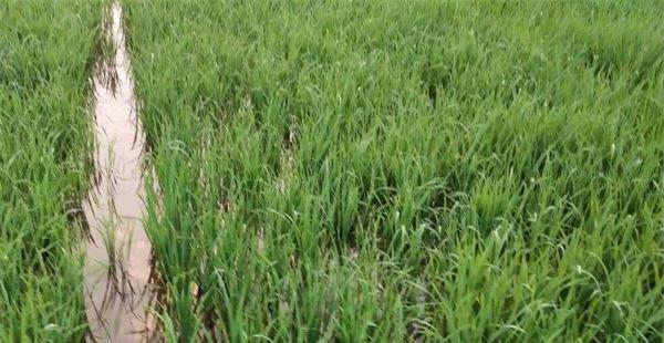多效唑能与水稻除草剂混用吗