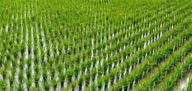 水稻返青期多少天 返青期怎样施肥施哪种肥料