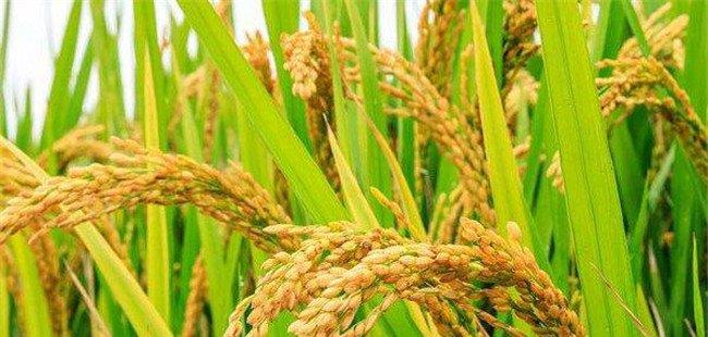 稻子亩产最高多少斤