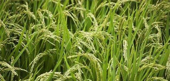 稻子的生长过程分为几个阶段