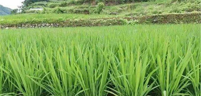 东北水稻亩产多少斤 东北的水稻产区和耕作制度
