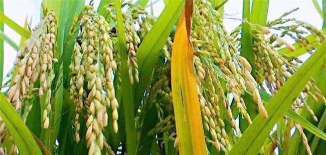 东北地区的水稻耕作制度