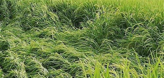 水稻倒伏对产量的影响有多大 倒伏水稻如何收割