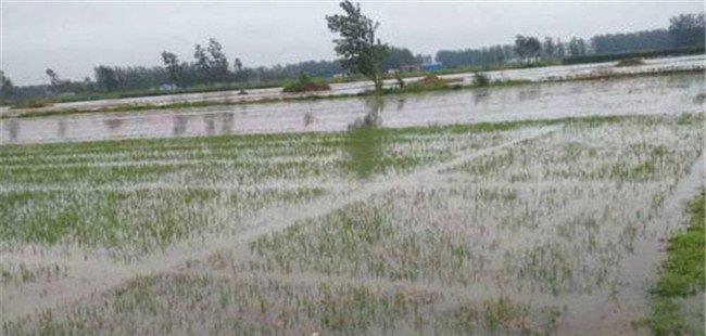 水稻被淹最多能坚持几天 如何补救与救灾减损