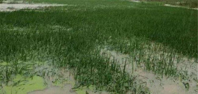 水稻被淹的救灾减损方法