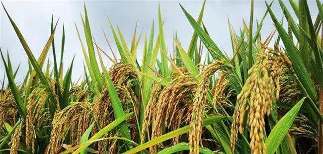 杂交稻亩产达到多少斤 杂交稻和常规稻的区别