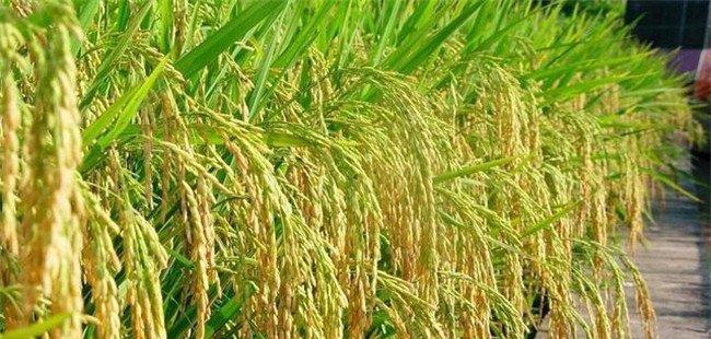 杂交稻和常规稻的区别