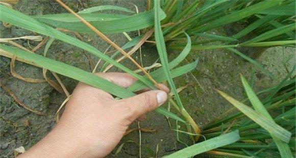水稻二化螟防治技术 水稻病虫害绿色防控