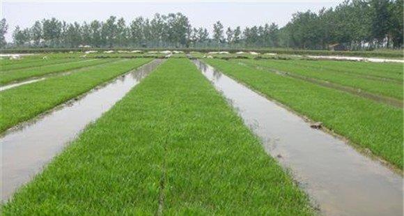 如何做好水稻育秧技术管理