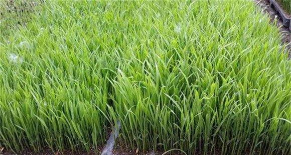 水稻育秧苗床地虫害防治方法