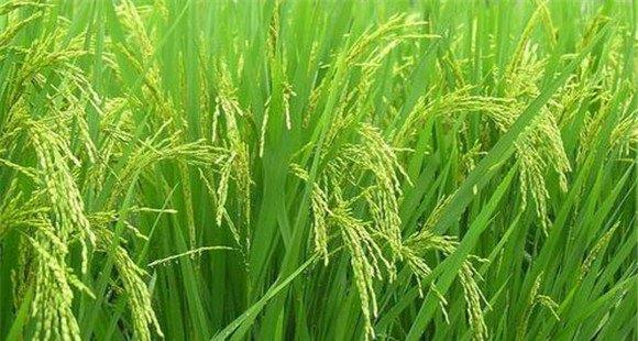 水稻颖壳张开、不灌浆原因是什么，如何解决？