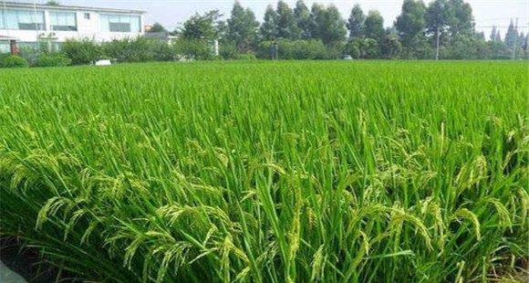 砷中毒可能致水稻颖壳张开、不灌浆