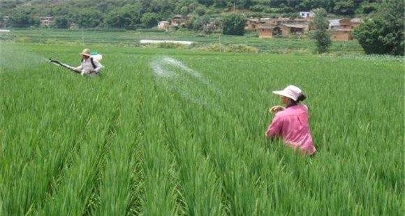 优质水稻防治病虫害应做到哪五优