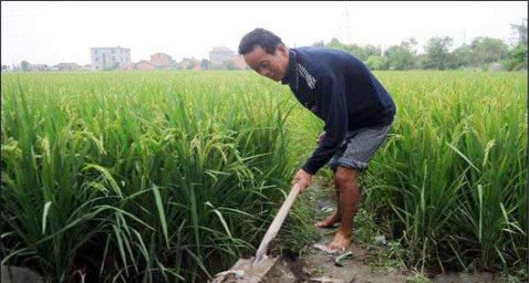 早稻中后期的水浆管理、肥料管理与病虫害防治