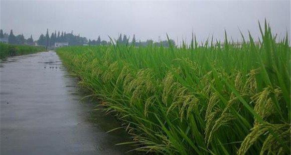 持续阴雨水稻受损