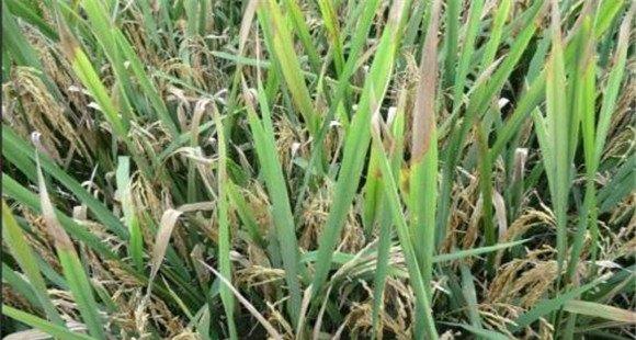 水稻稻瘟病的四步曲