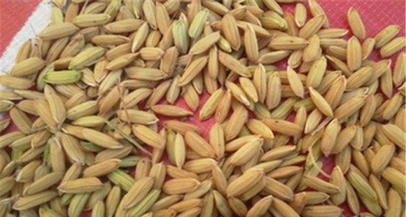 购买水稻种子需注意什么问题