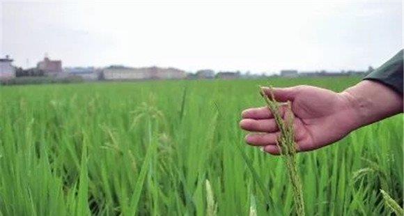 水稻出现早穗现象的原因