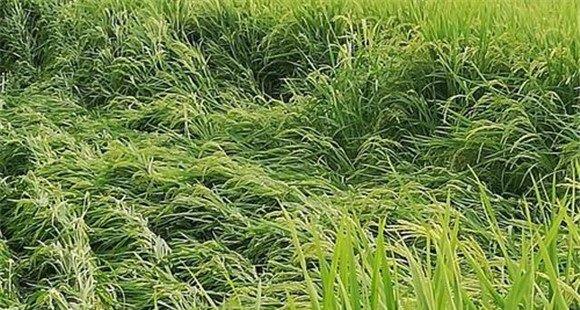 水稻倒伏有几种类型
