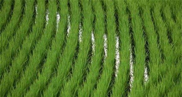 稻种拌旱育保姆用量是多少，如何掌握？