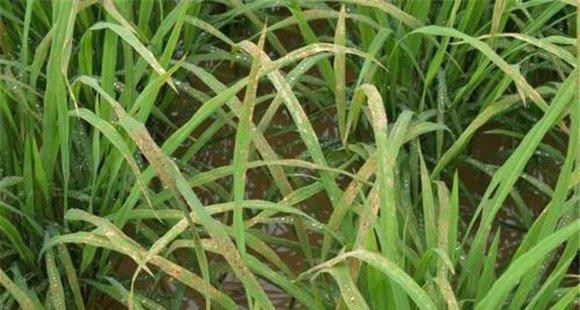 稻田除草剂造成药害的原因