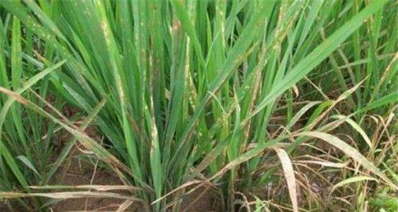 稻田如何正确使用除草剂