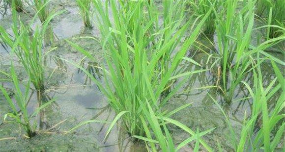 水稻生育期如何管水？水稻合理灌溉的原则