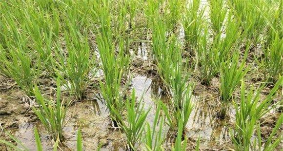 水稻矮缩病的症状特征、发病规律与防治方法